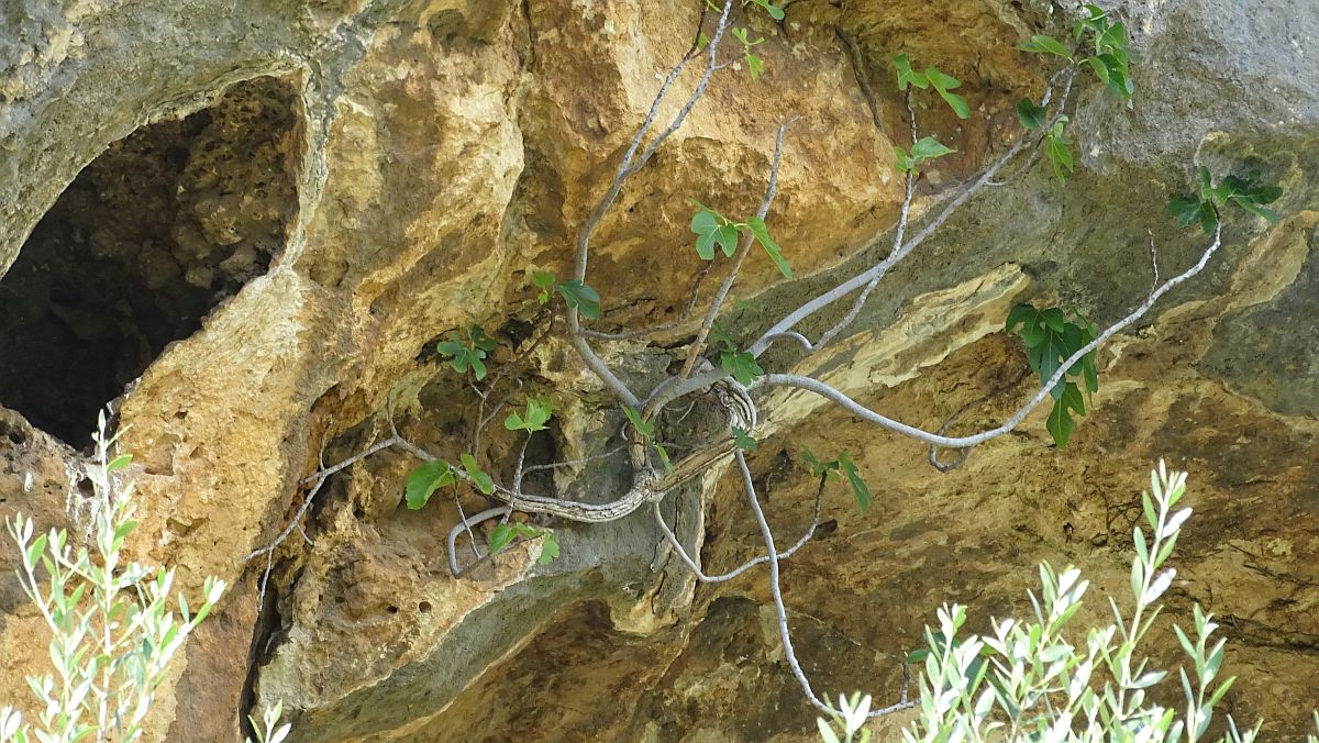 seltsamer Feigenbaum, spinnengleich