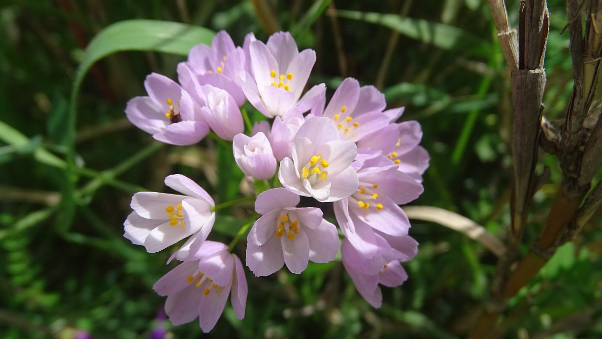 Rosen-Lauch (Allium roseum)