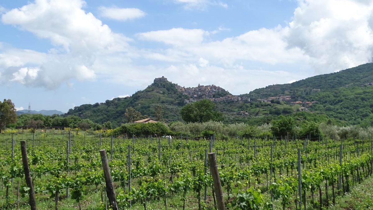 die Umgebung von Castiglione di Sicilia ist Weinanbaugebiet