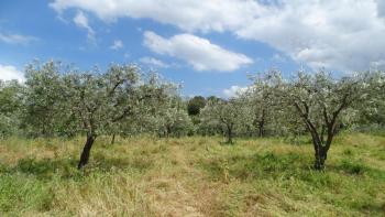 Oliven werden ebenfalls angebaut