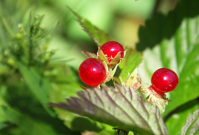 Glänzend: Beeren