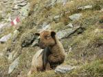 braunes Schaf