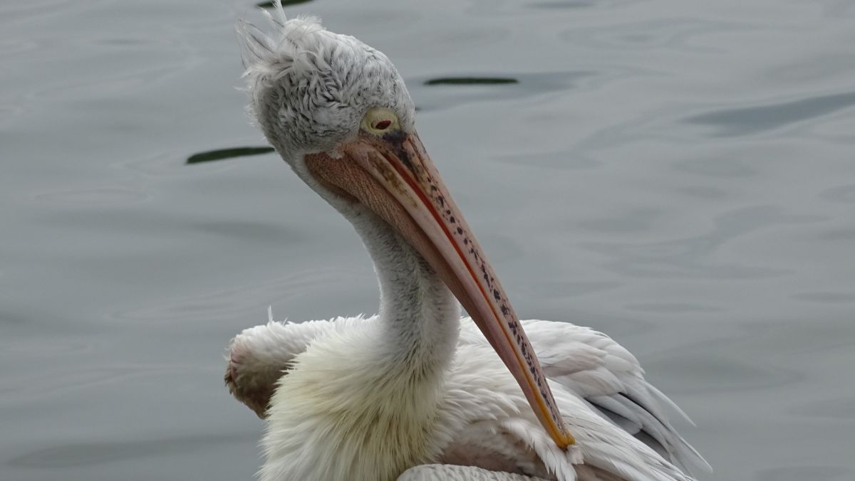 Pelikan am Kandy Lake