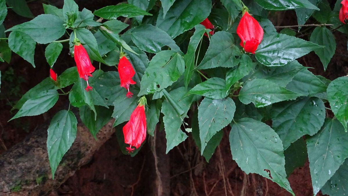 Hibiskus 