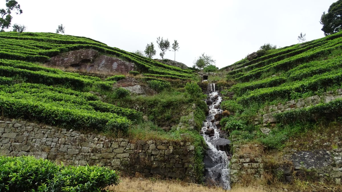 Wasserfall im Teefeld