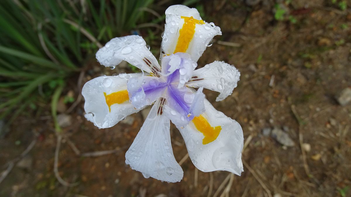 Blaue Pfauenblume (Dietes iridioides)