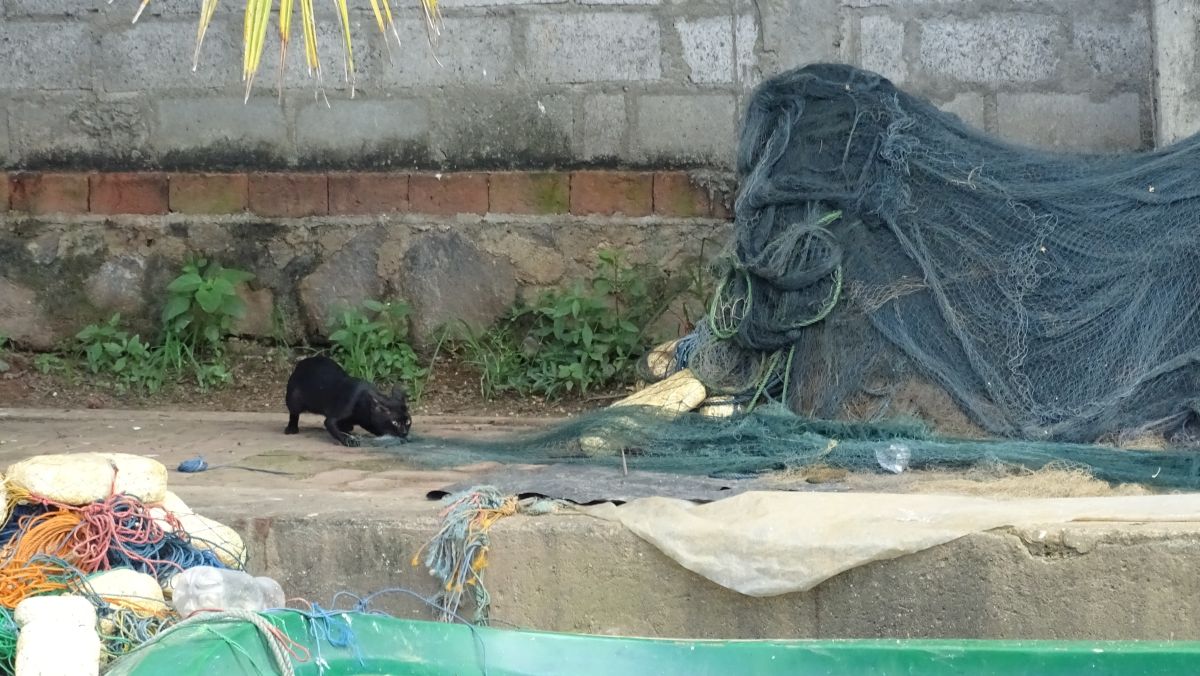 Katze am Hamilton-Kanal räubert Netze