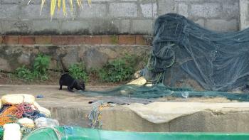 Katze am Hamilton-Kanal räubert Netze