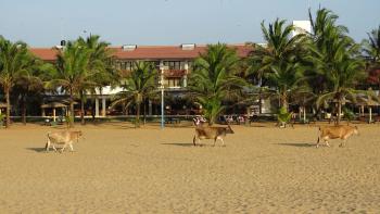 Kühe am Strand