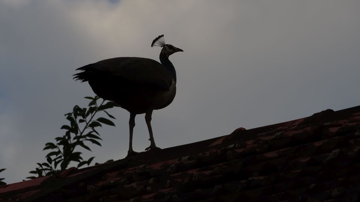 Pfau auf Dach