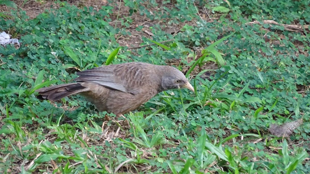 ein unbekannter Vogel