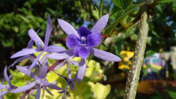 unbekannte Blume