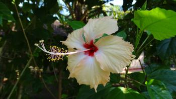 Hibiskus
