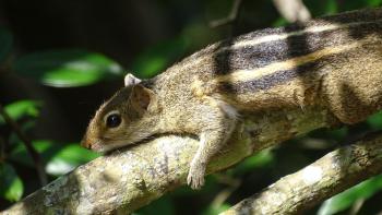 lustiges Streifenhörnchen