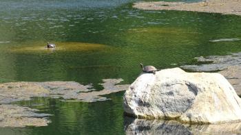 Schildkrötensonnplatz in Kaludiya Pokuna