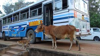 Kuh am Bus