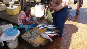 Auf dem Fischmarkt Negombo