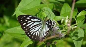 Parantica aglea (Glassy Tiger) ???