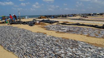 Trockenfisch am Strand