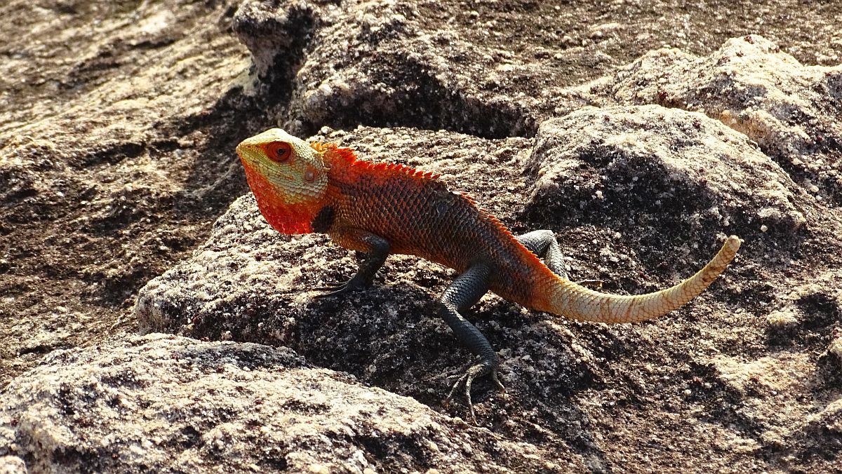 Echsentier (Calotes Versicolor))