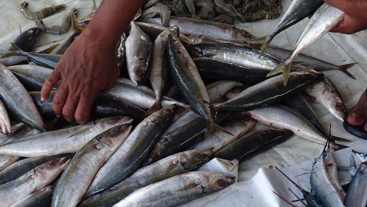 Auf dem Fischmarkt Negombo