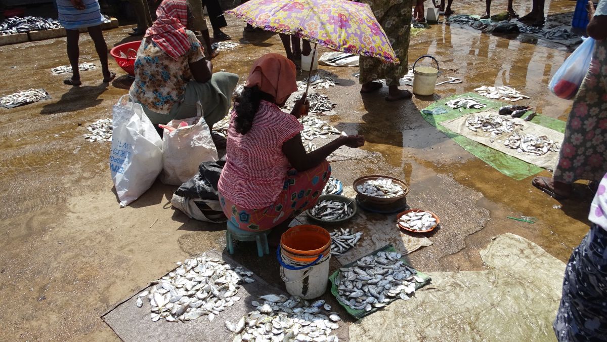 Auf dem Fischmarkt Negombo