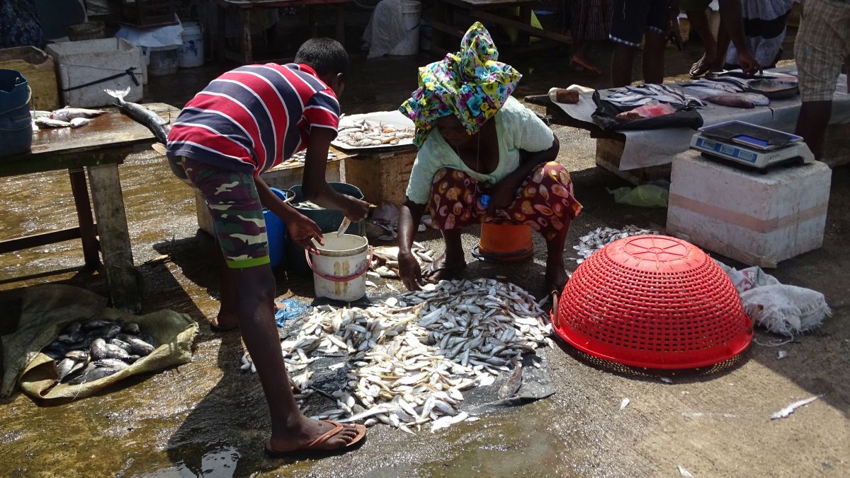 Auf dem Fischmarkt Negombo