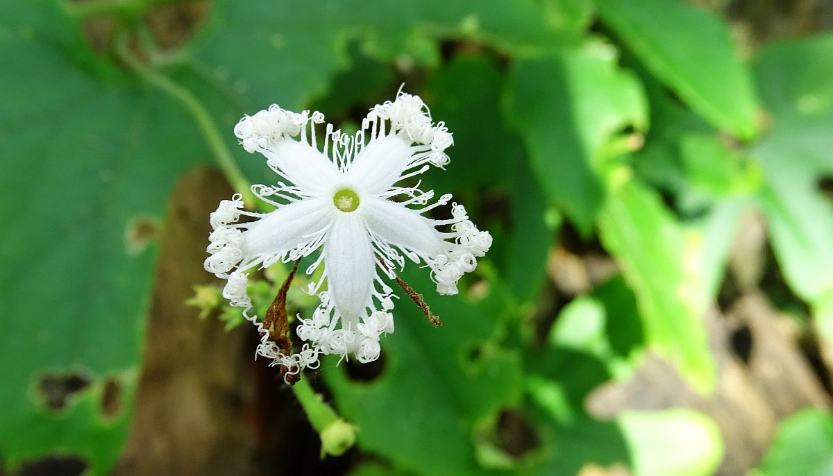 Blüte des Schlangenhaargurke, Trichosanthes cucumerina