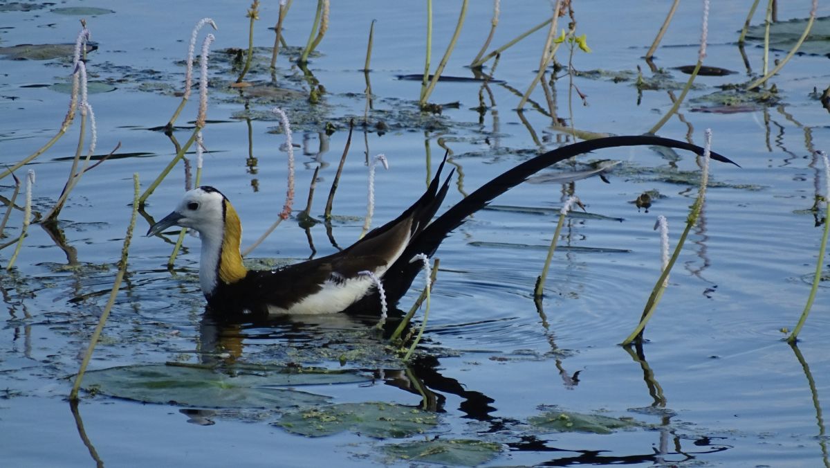 Wasservogel