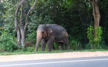 unser erster wilder Elefant