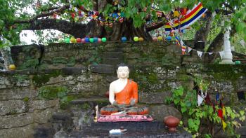 Bodhi-Baum in Degaldoruwa Raja Maha Vihara