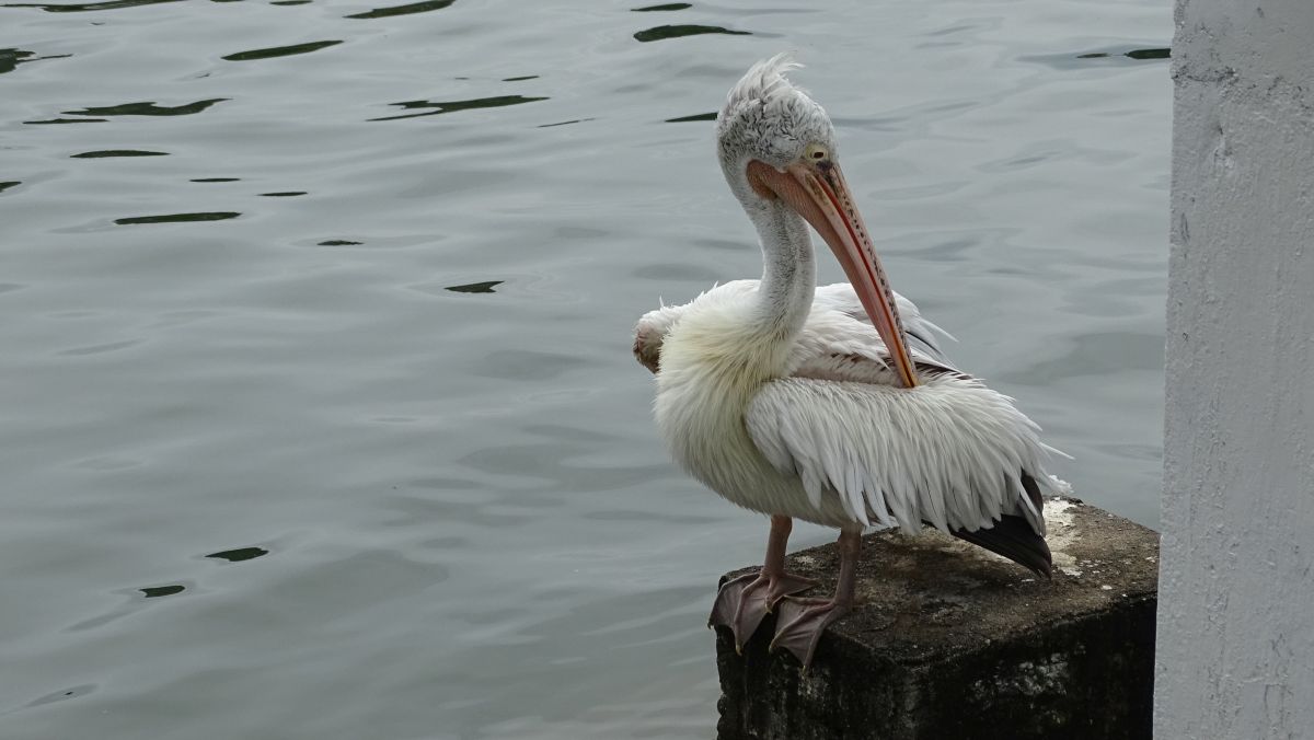 Pelikan am Kandy Lake