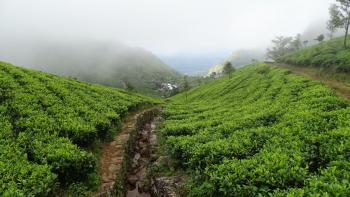 grüne Teefelder in den Wolken- toll!