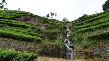 Wasserfall im Teefeld