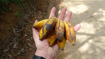 für ein paar Rupien Bananen als Wegzehrung gekauft