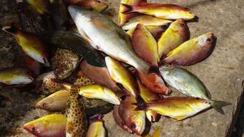 Auf dem Fischmarkt Negombo