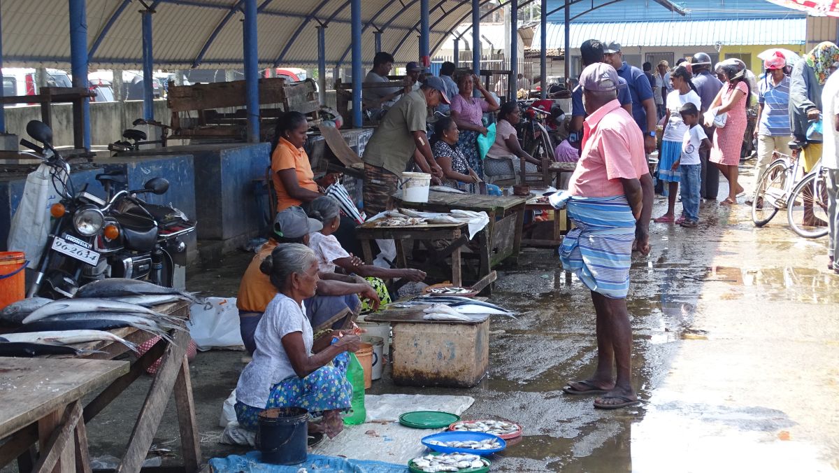 Auf dem Fischmarkt Negombo