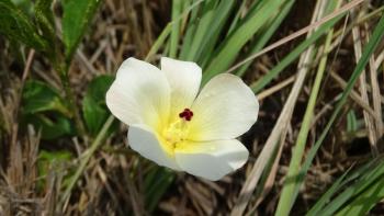 Wilder Zwerg-Hibiskus (Hibiscus aethiopicus)