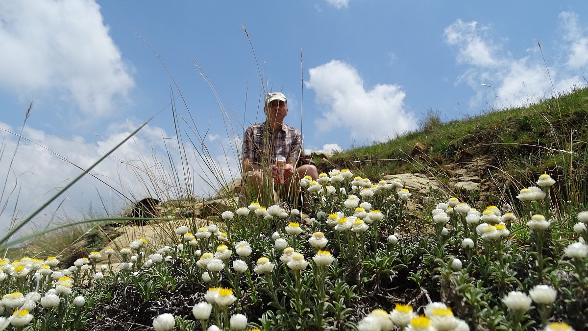 Frühsommerblumen (Helicrysum)