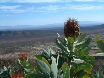 Protea