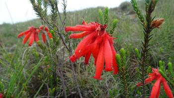 Read Hairy Heath (Erica cerinthoides), ein Erikagewächs