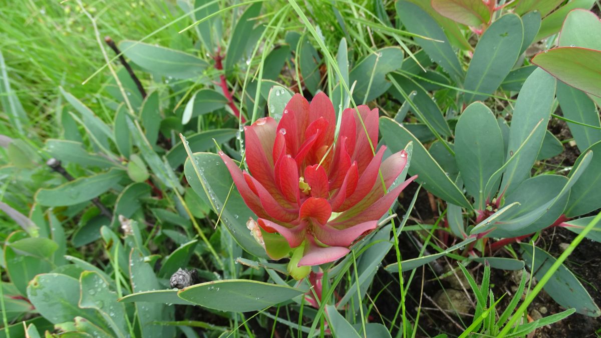 Protea