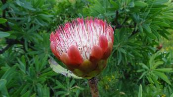 Protea, welche Pracht