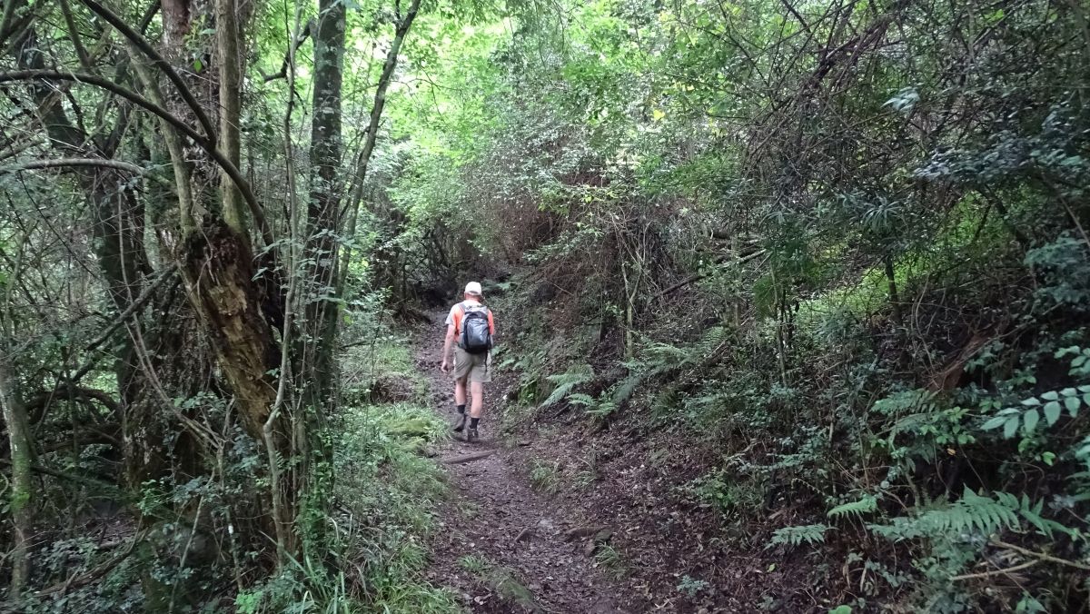 kleiner Wald 