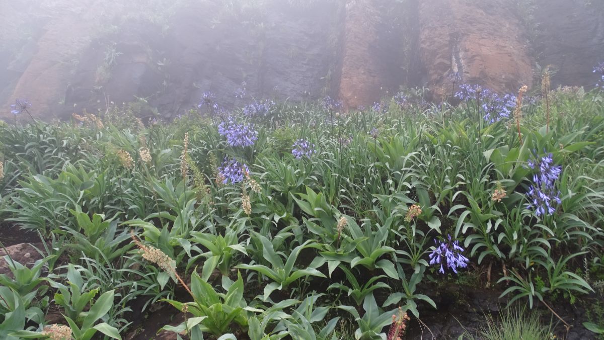 Weg durch blühende Stauden (Bell Agapanthus)