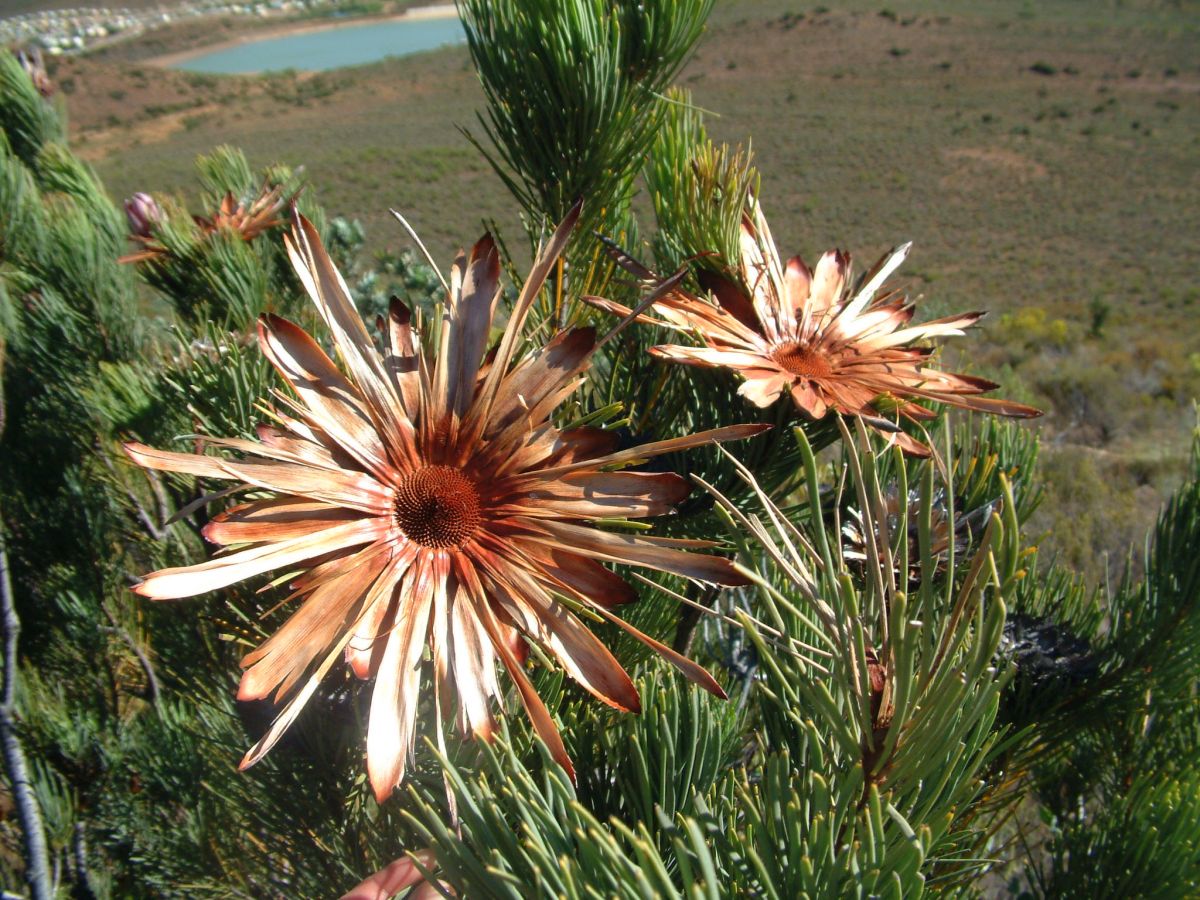 Trockenblumen