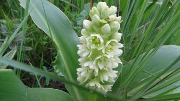 ananasartige Blume