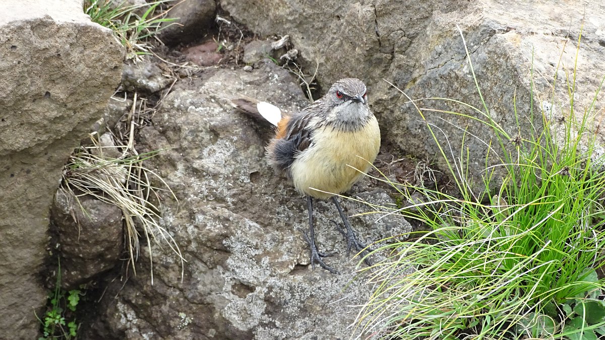 frecher Vogel