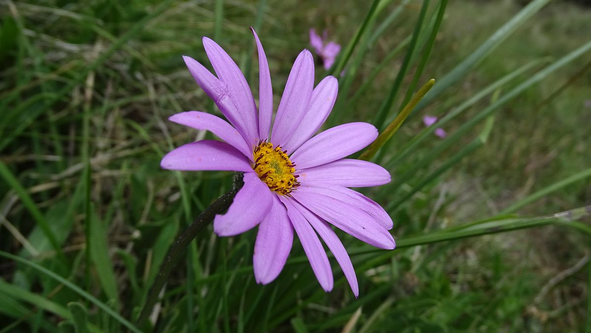 osteospermum barberiae purple mountain