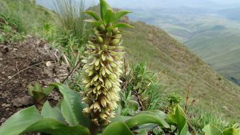 Eucomis montana